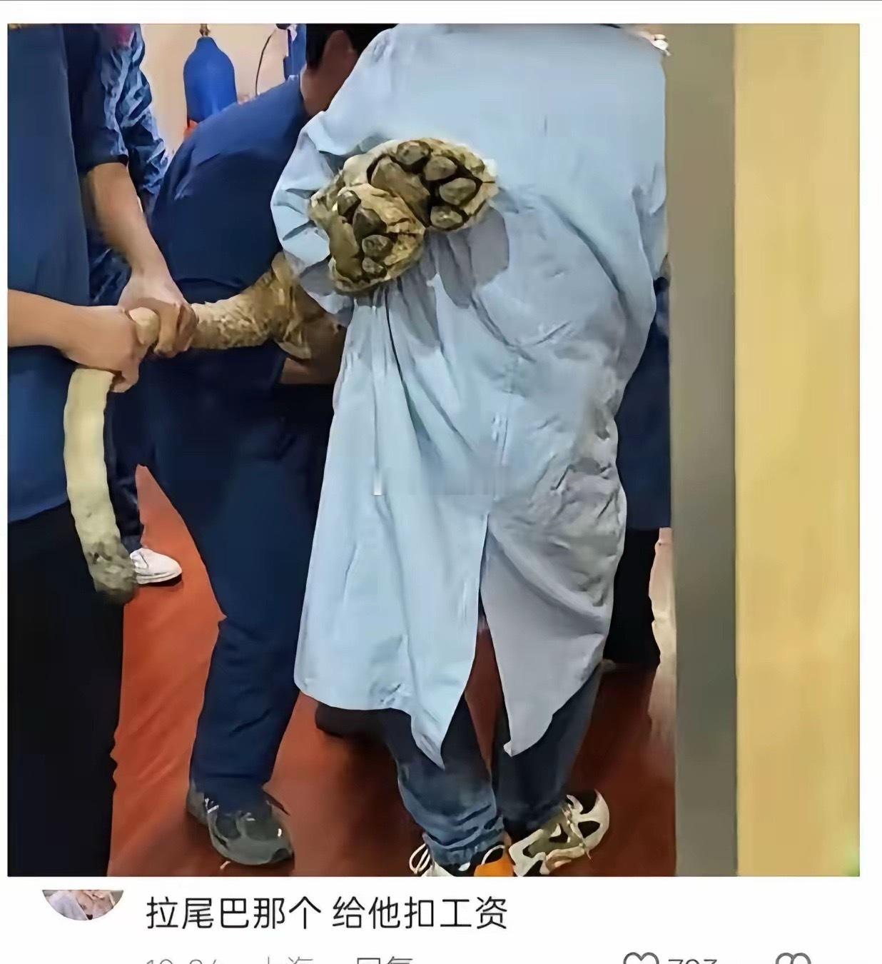 他可以不抬的，可是偏偏抬得很认真！