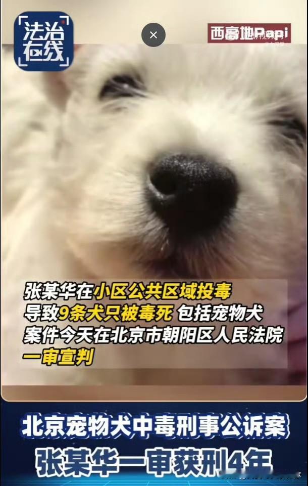 那个为小狗Papi奔波1000多天的女人，等到了结果。2025年12月11