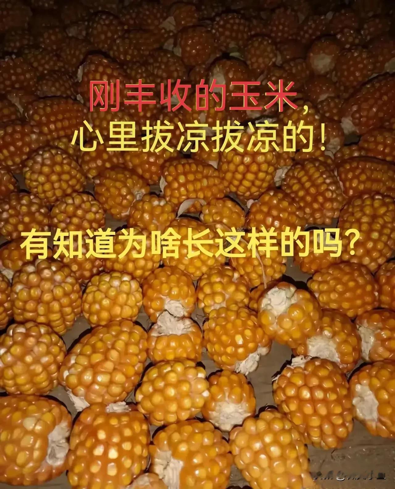 到底是玉米出轨，还是手雷劈腿？