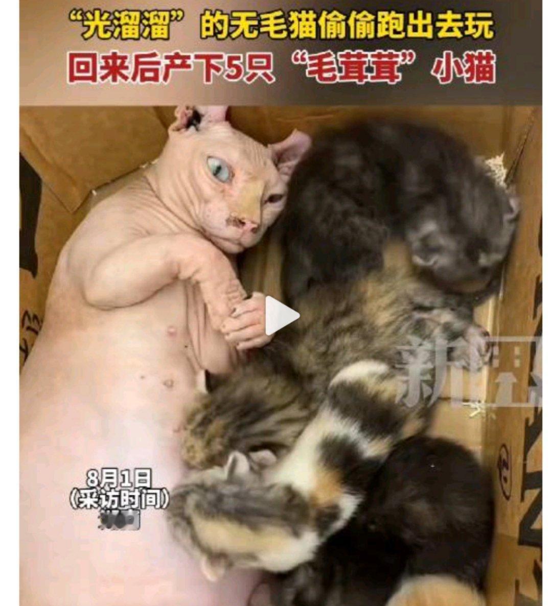 无毛猫偷跑出去怀孕产下5只毛孩子无毛猫:毛绒绒的真舒服[doge]，不过主人估计要裂
