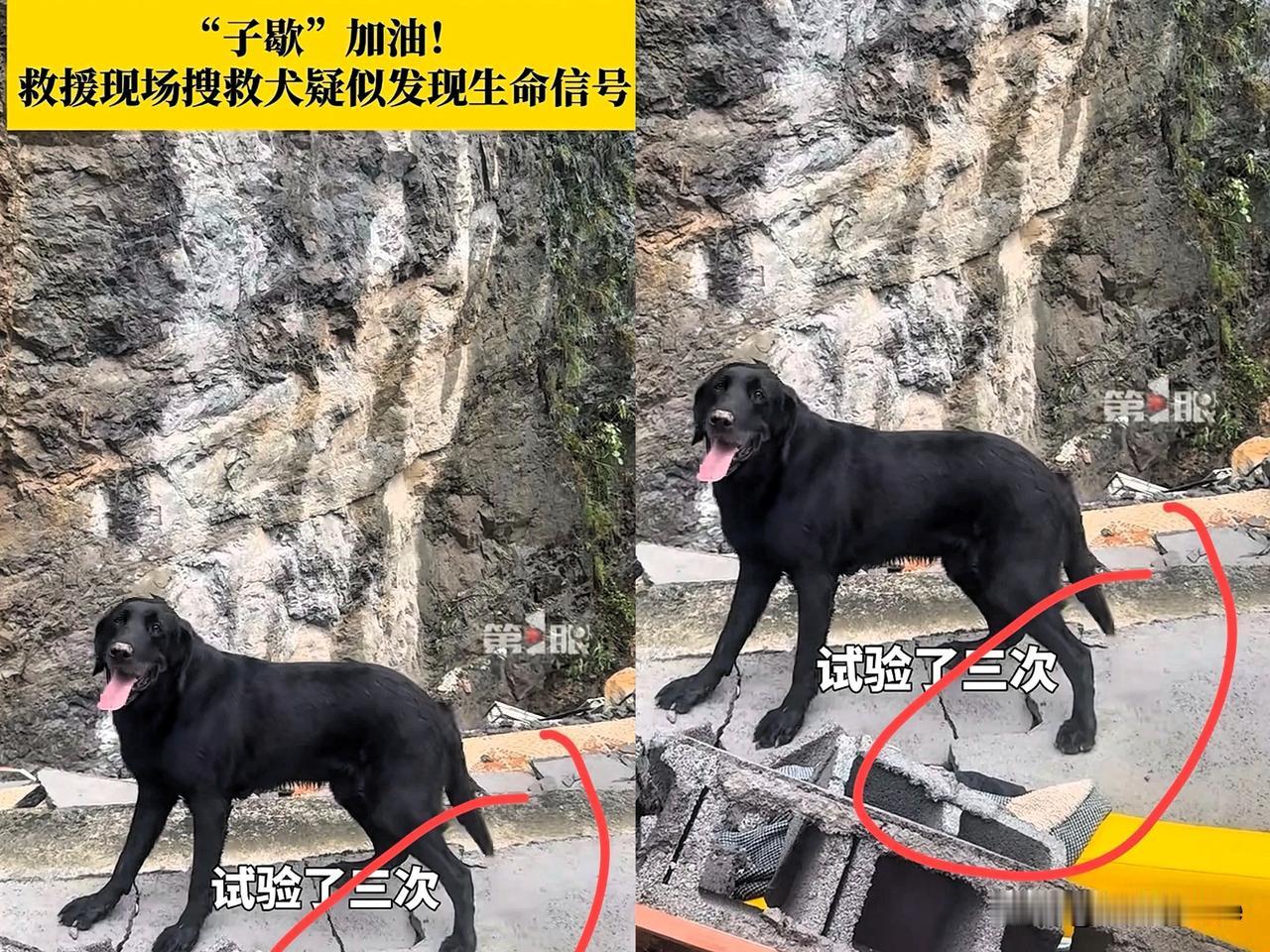 搜救犬立大功！一只名为“子歇”的搜救犬，发现重庆山体垮塌的一处废墟下可能有幸存