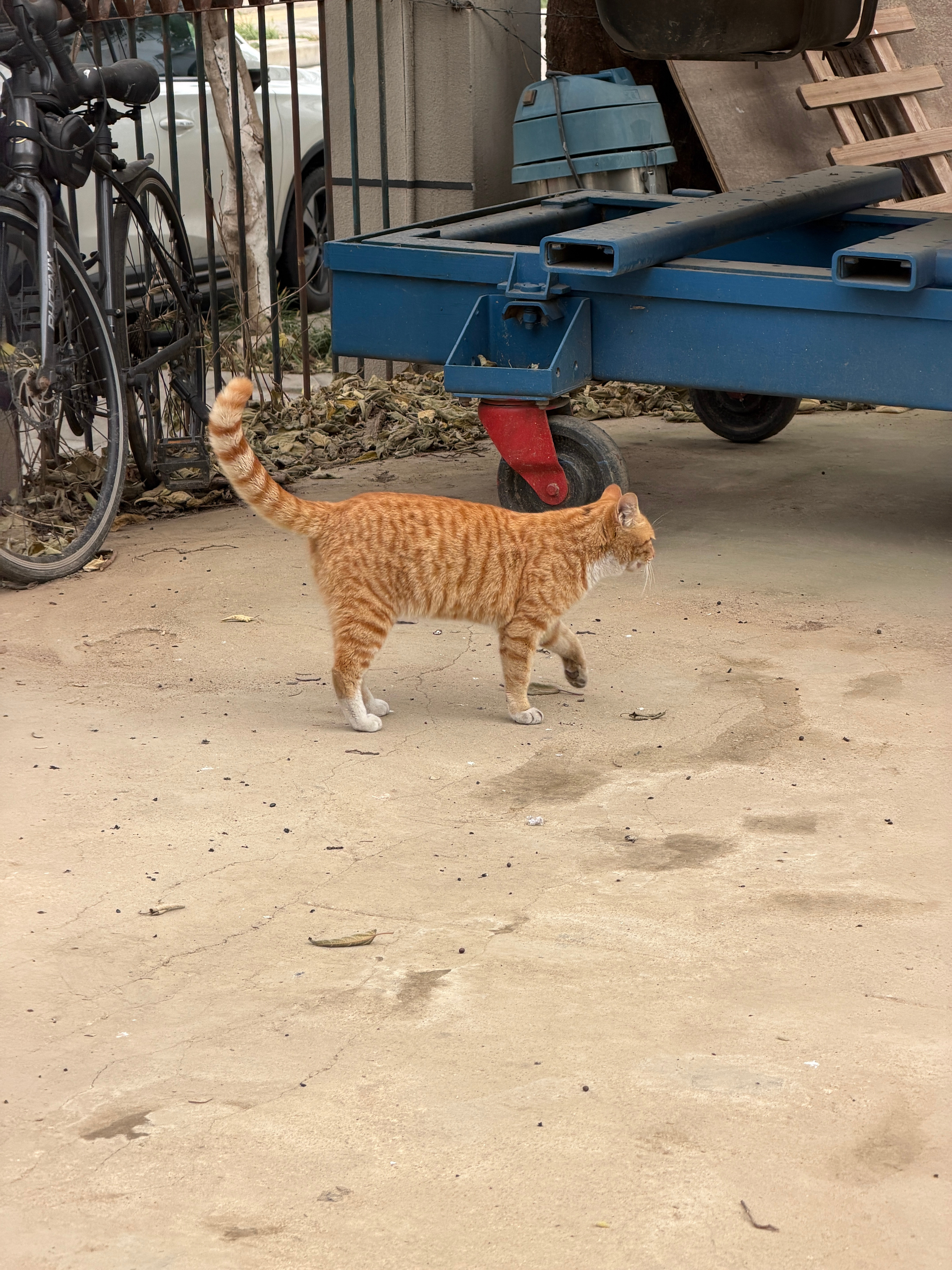 一只橘从门口路过看得出来把自己养的很好