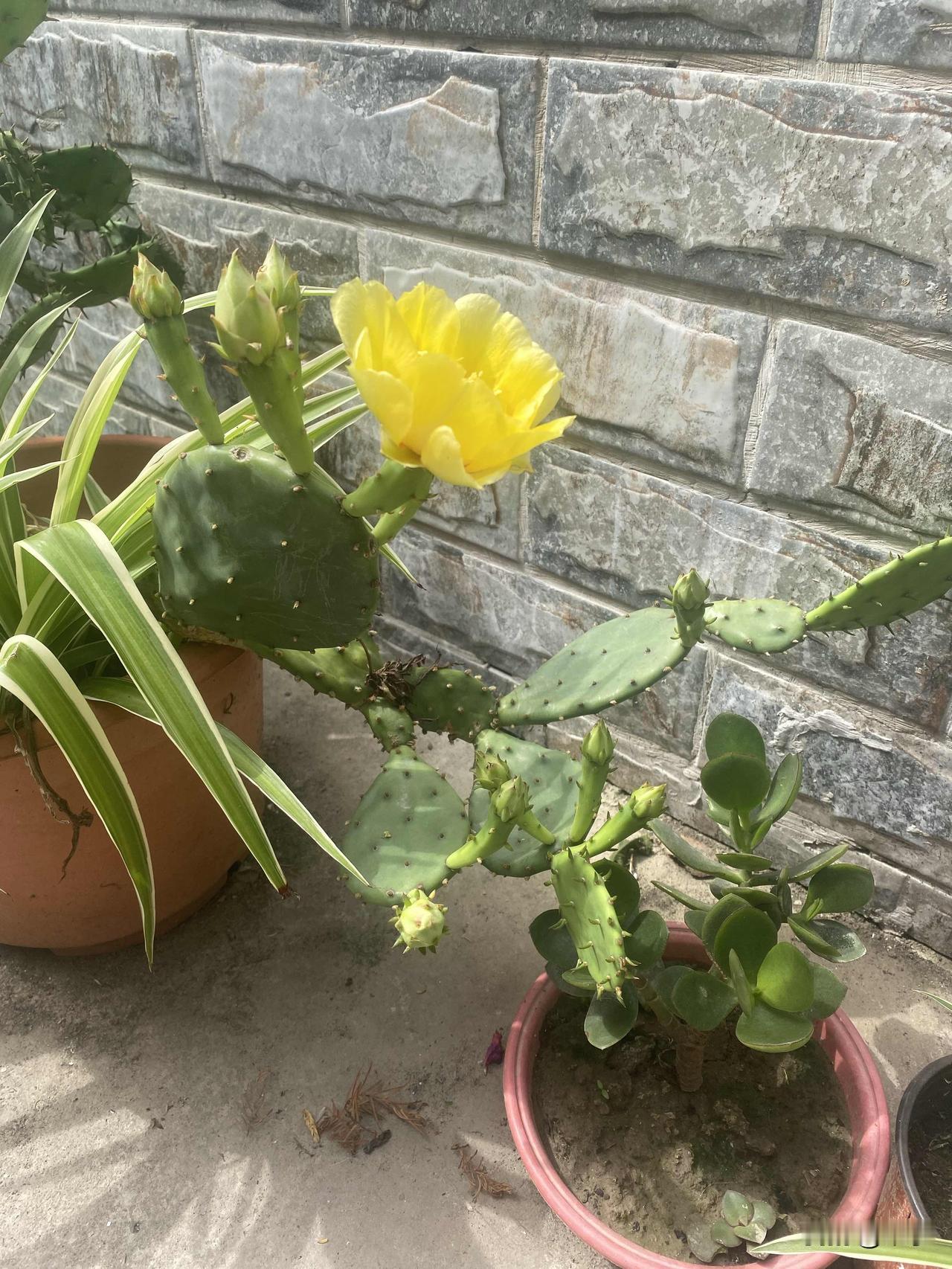 第一次见仙人掌开花，这花还挺好看的，听说仙人掌要养很多年才会开花，这颗仙人掌已经
