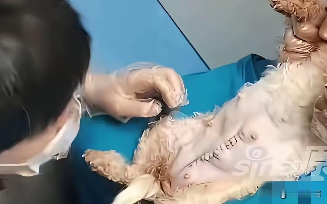 这个犬舍的老板心肠是够狠的了，自己家的母狗产仔出现了难产，老板的做法非常的残忍，