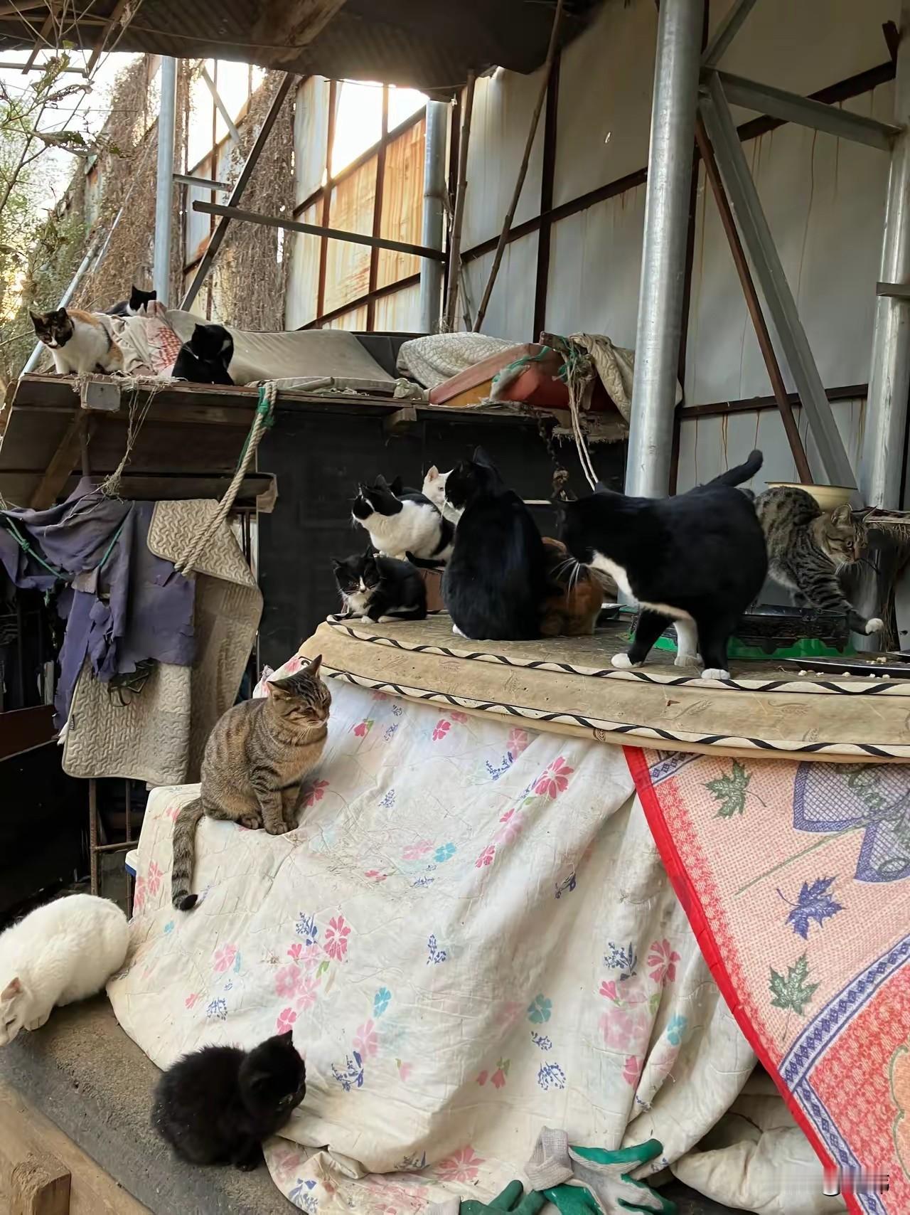 她让师傅弄了一个很大的棚，防止雨水，然后又给猫咪们弄了几个可以休息的猫窝和猫垫，