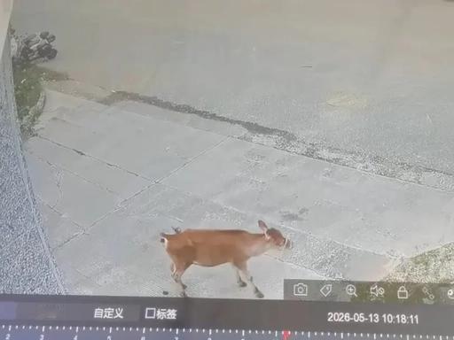 太有灵性了！5月13日，广西柳州市柳北区白露消防救援站迎来了一位特殊的“小客人”