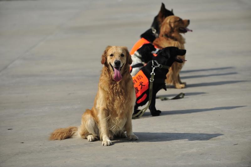 遛狗要系绳2`023年10月1日，河北保定51岁的孙某在小区遛‌未系绳‌的金毛