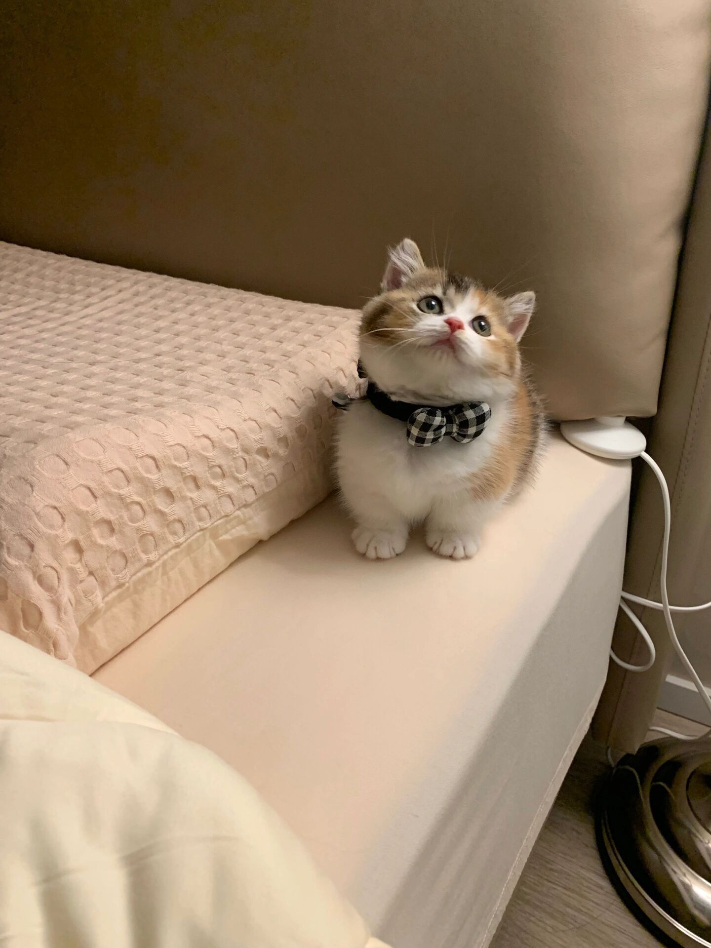 小猫申请成为你的床搭子🛏️🐱