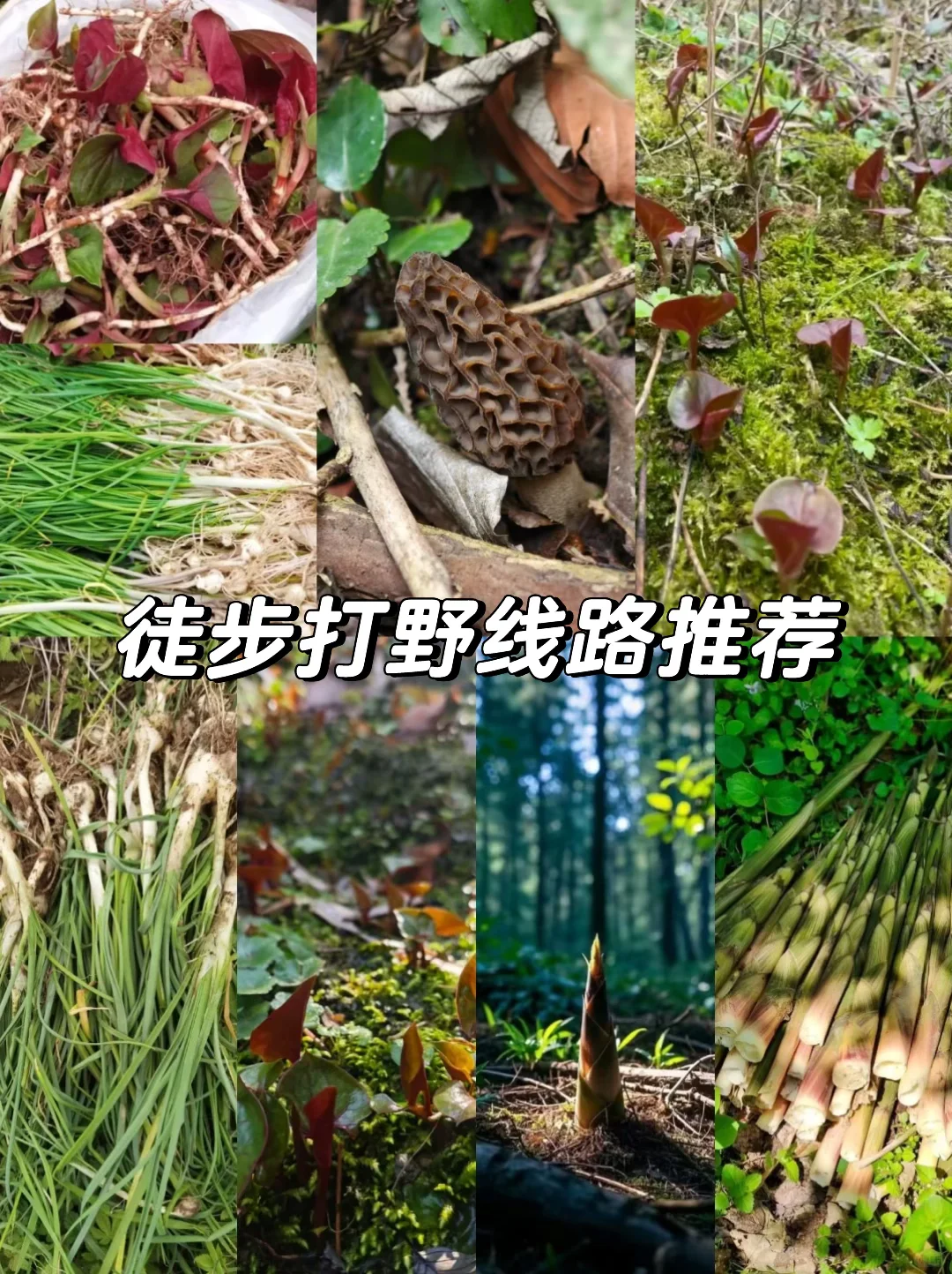 成都周边 | 0.5h春日徒步打野线亲测推荐