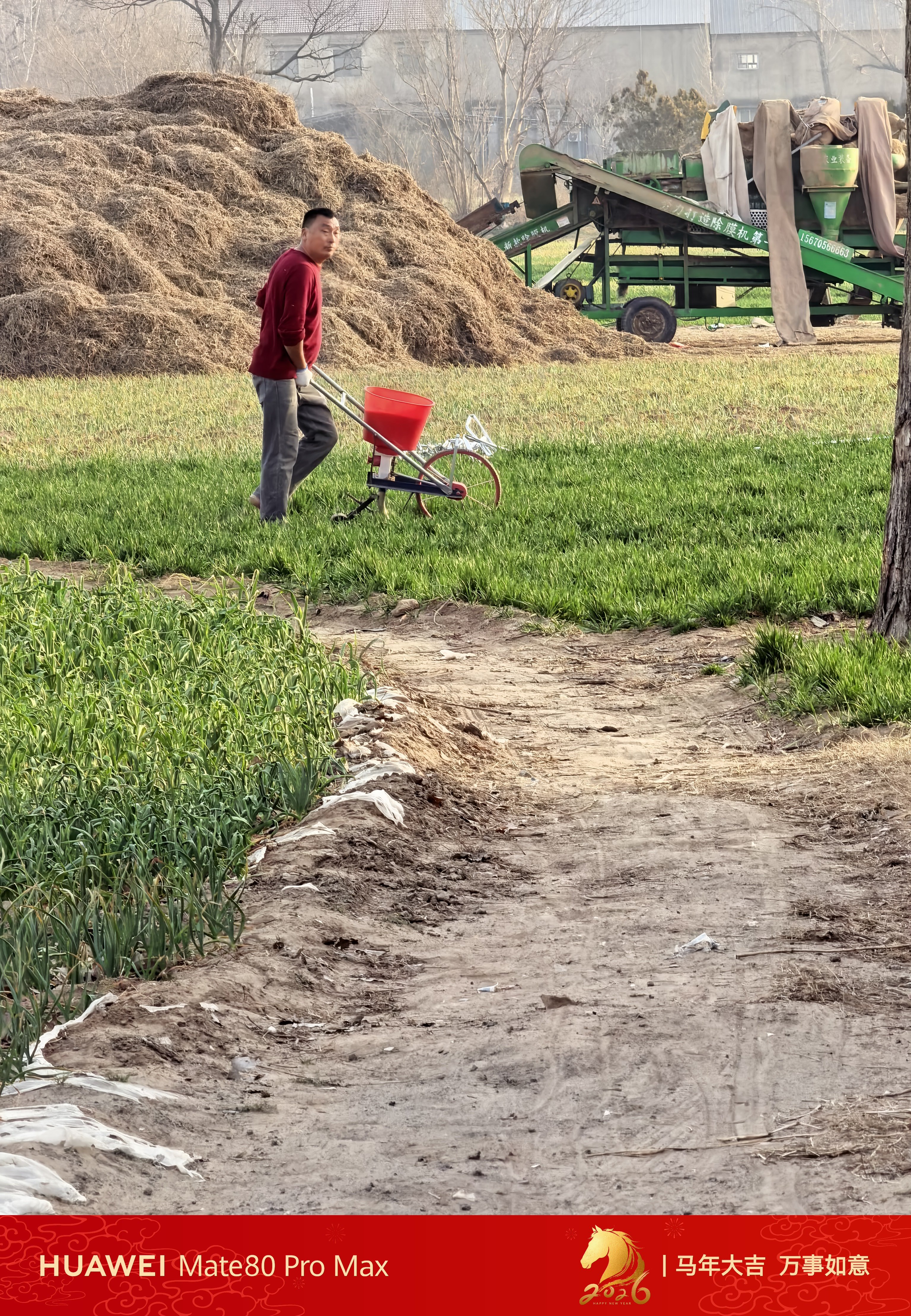 妈妈说，让我请假两天，因为小麦该拉肥料了，一想到10几亩小麦，我腿就发抖