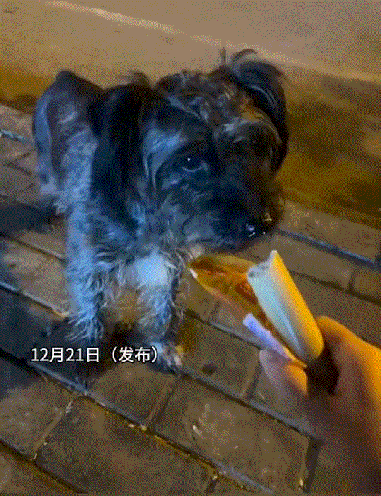 万万没有想到，一女子在路边看到一只小小的流浪狗，见狗子毛发杂乱特别可怜，女子便好