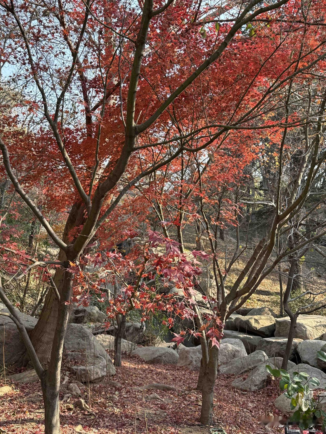 我昨天上午去了青岛中山公园的枫林涧看枫叶，前些日子来过两次都没有全变色这次来了全