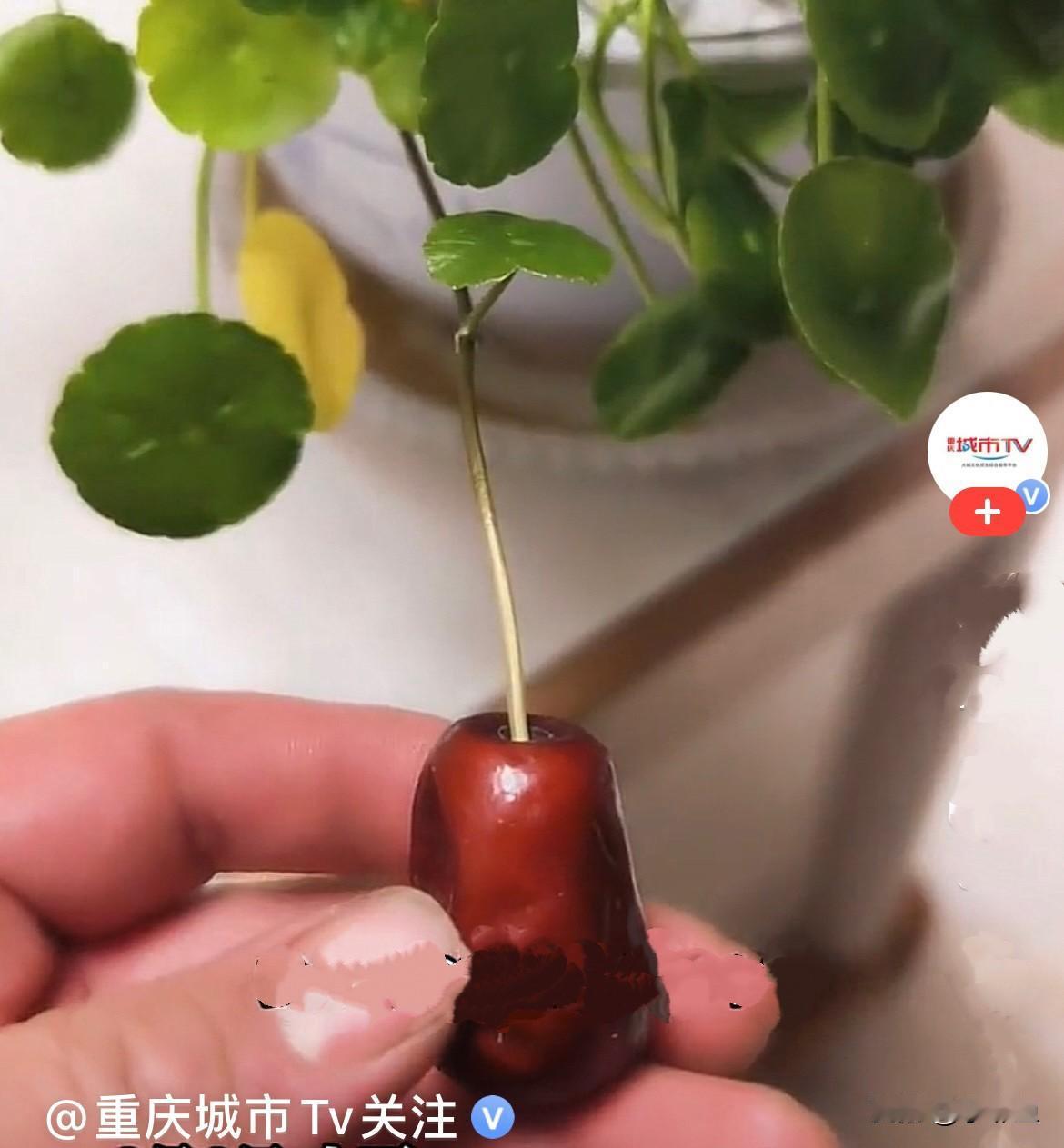 一男子种了一盆铜钱草，很是喜爱，希望它某天长出真铜钱，辛勤的栽培浇水……