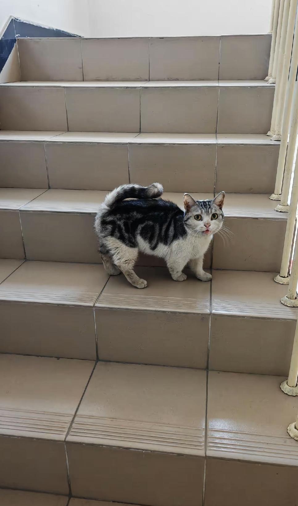 前两天晚上回小区，听见楼道总有猫叫。过去看发现一只小猫蜷在消防栓边，身上全是灰。