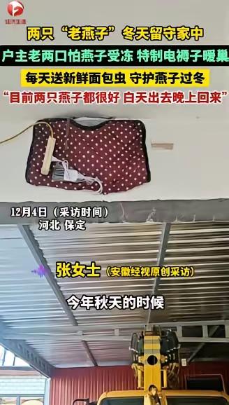 河北，两只“老燕子”无力南飞，留户主家过冬。没想到，户主老两口给两只燕子买了