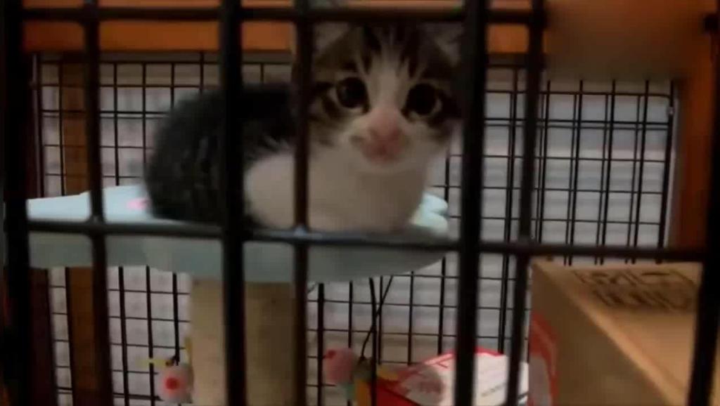 小猫视频大全搞笑猫咪 14501935784025783858.jpg?id=0