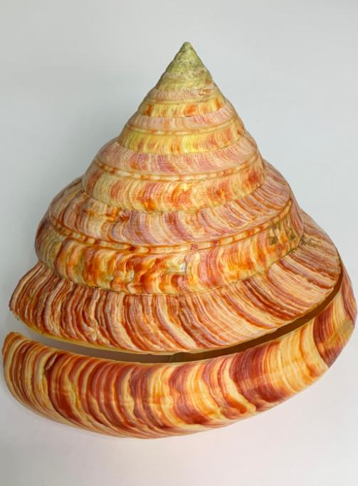 1965年9月，渔民张万全夫妇在东沙群岛海域捕鱼，晚上收完最后一张网时，张万全的