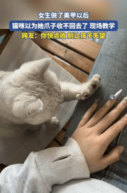 太有灵性了！女生做了美甲回家，猫咪看到后，竟然以为她爪子收不回去了，直接现场教学