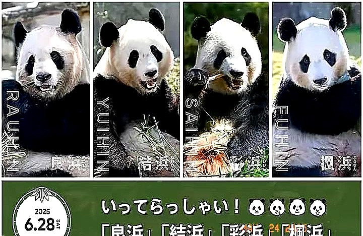 哪次熊猫回国不是眼泪归还中国！日本方面正式宣布了！5月23日，日本方
