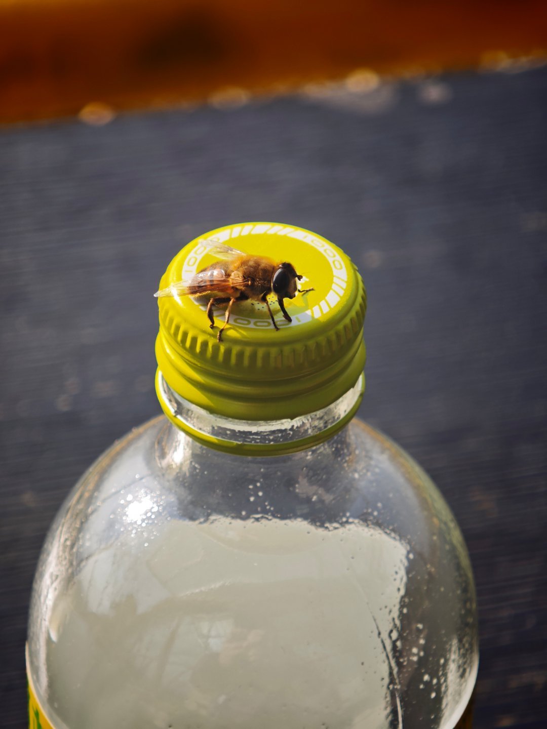 冬天居然有蜜蜂。🐝