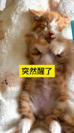 你瞅瞅这小橘猫，睡得跟个小猪似的，咋叫都叫不醒！主人看它睡恁沉，寻思着给它整点奶