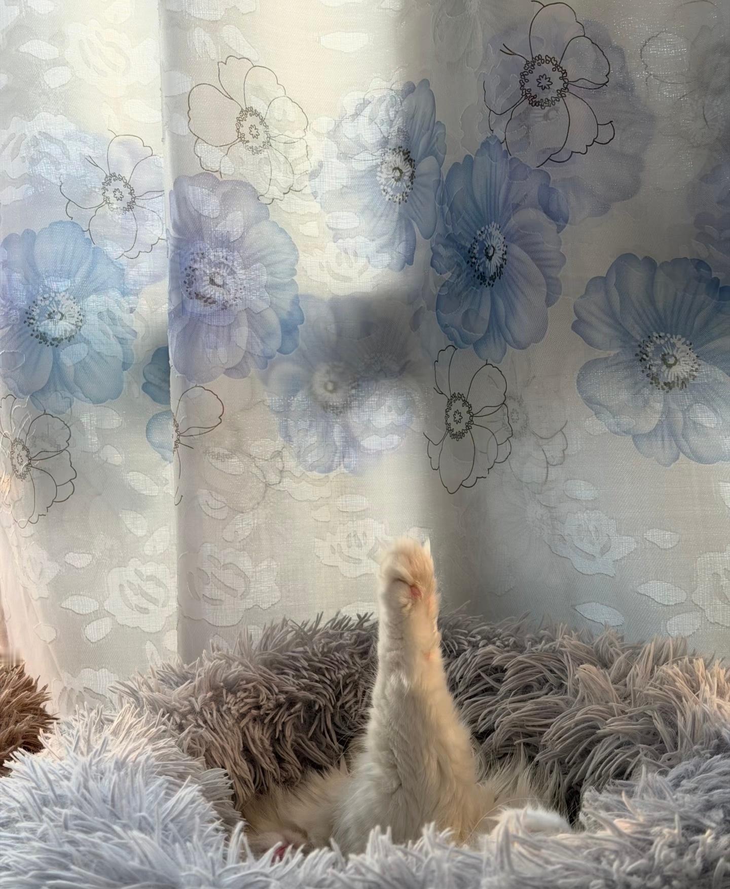 谁家小猫这样睡觉啊