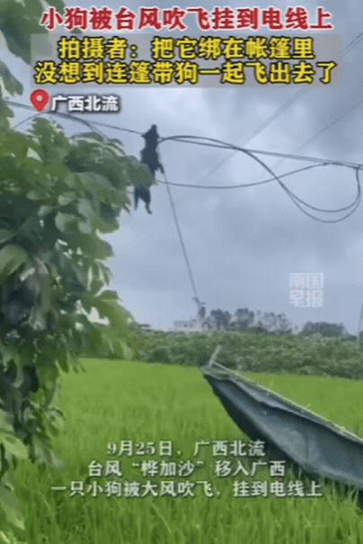“死得太憋屈了！”广西，男子为了应对台风，特意将小狗绑在帐篷处，帐篷四周更是打上
