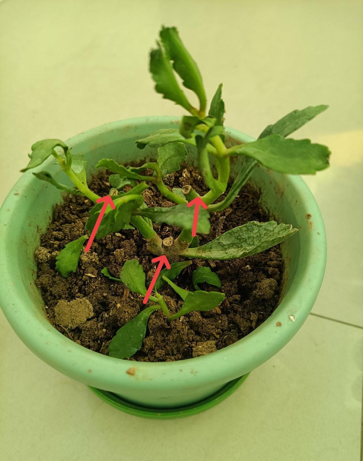 你在网上买了盆长寿花,结果收到的是一株根黑得像烧过、茎上还留着三道砍痕的“拼装货