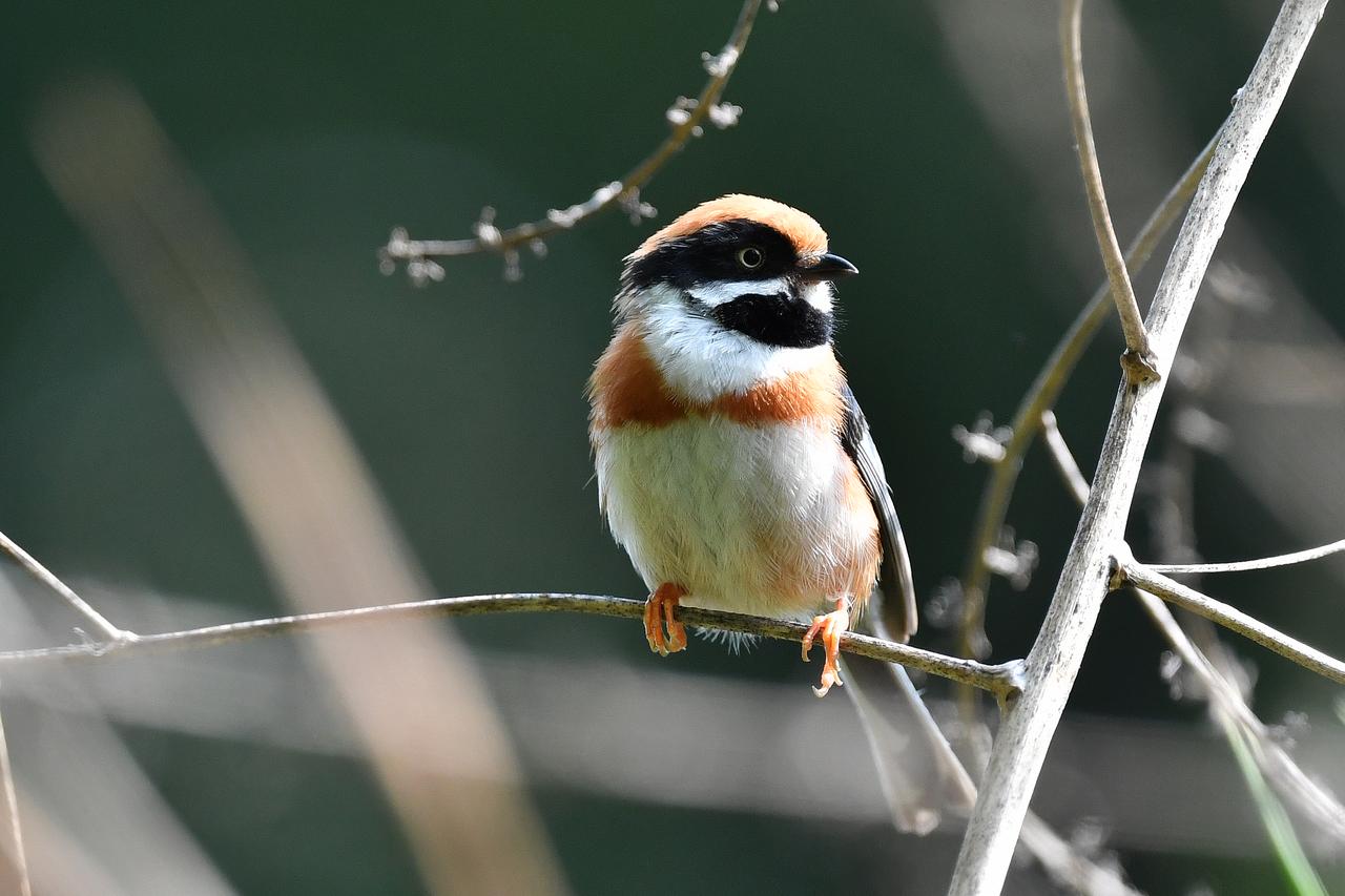 红头长尾山雀（原创）2026.04.26摄于广州华南国家植物园鸟类鉴赏红头雀