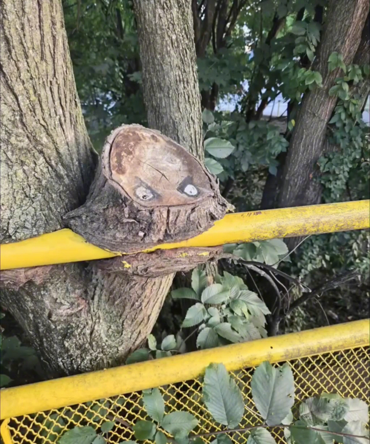 废弃的围栏正在被大自然吞噬