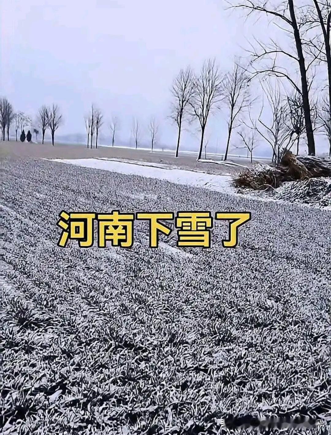 郑州10月飘雪！市民懵了：秋天去哪儿了？白雪却嫌秋色晚，故穿庭树作飞花。嵩山