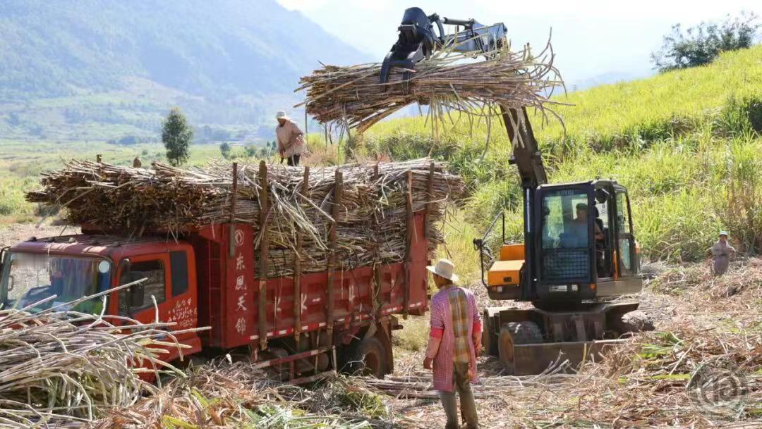 果敢地区的甘蔗收割，面临人手短缺问题。外乡人去砍果敢地区甘蔗，每捆1.5元，一般