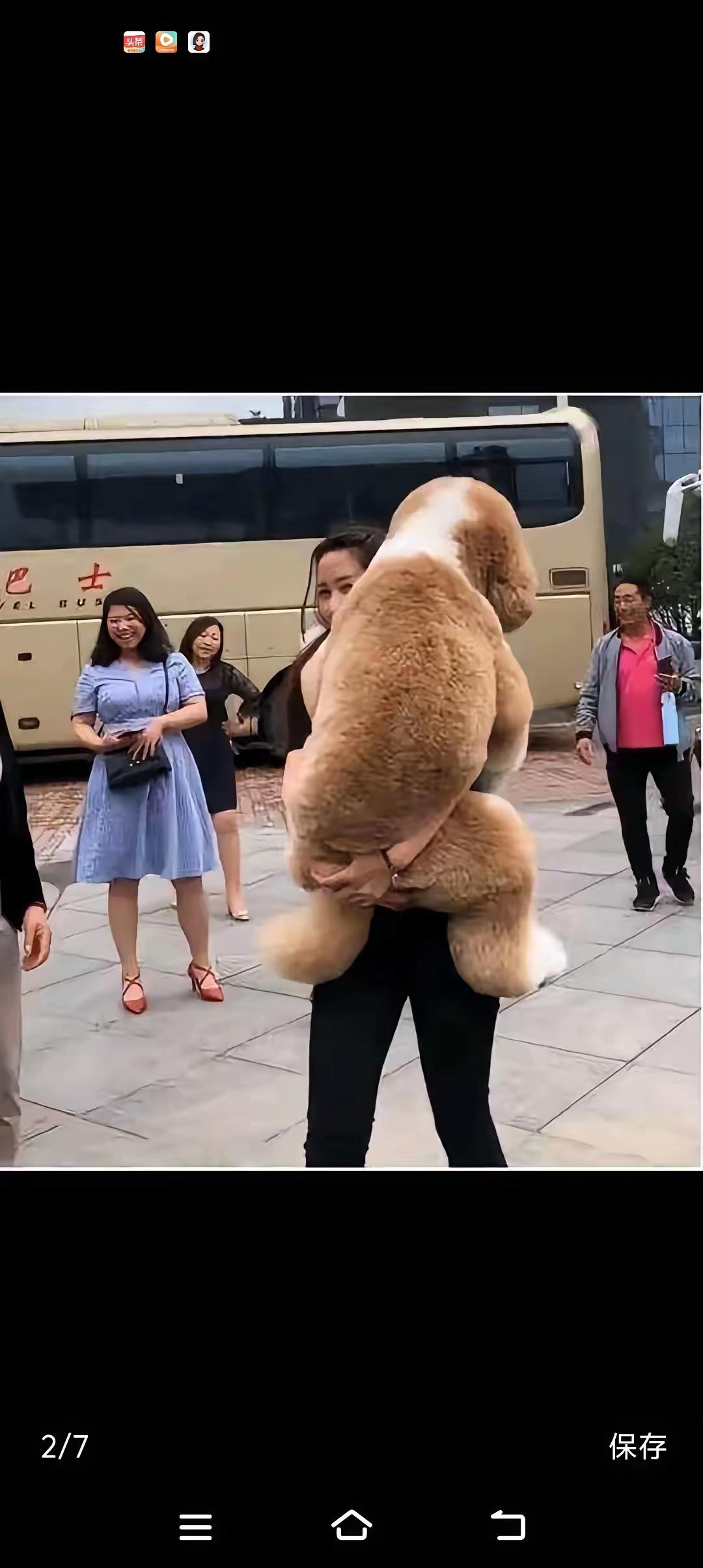 贵宾犬再高贵也是一条狗。狗主人带着这条狗出去，显示自己的地位有多高，到哪都觉得比