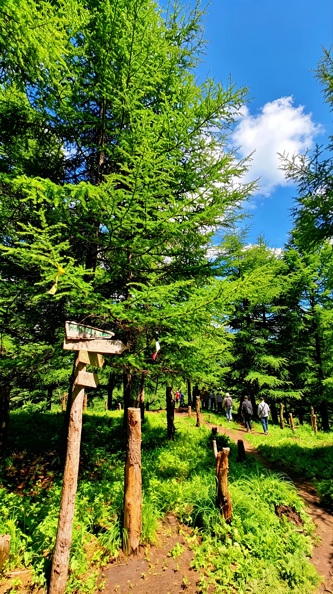 ✨10km麻田岭徒步｜闯入云中草原小天山