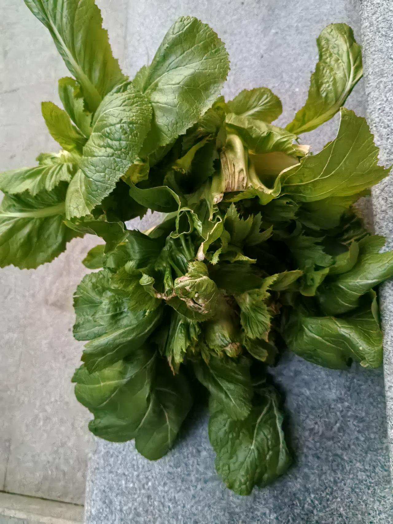 一棵多头菜有多少种吃法？收获了一棵超大多头菜，足足6斤，去除不宜食用部分，还