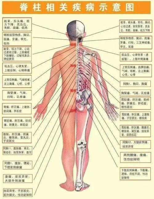脊柱是人体健康之本, 各种常见病症与相关的脊椎位置(干货收藏)