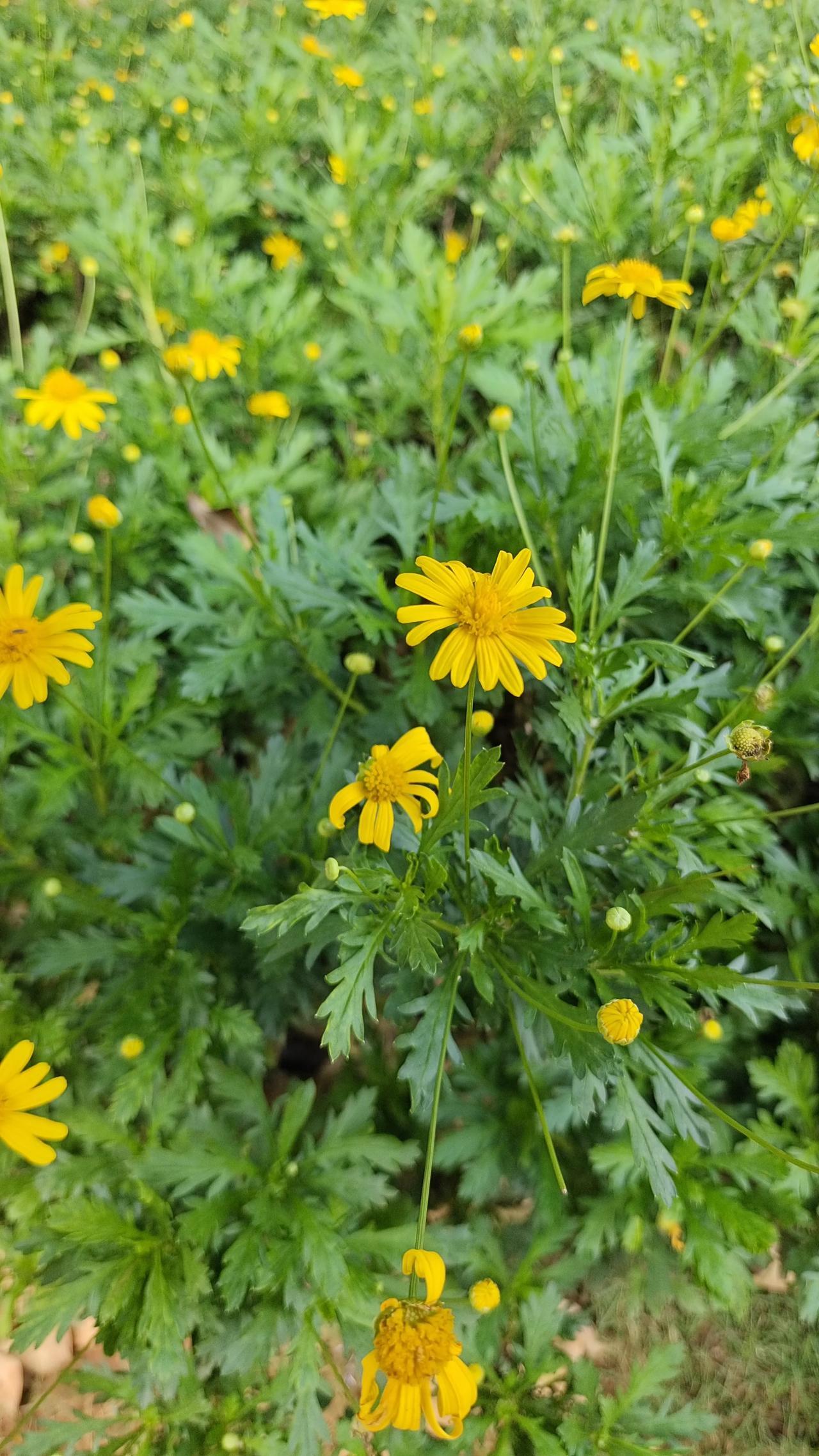 2. 千山枫叶红。​3.半窗月影清。友友们接着对下联！