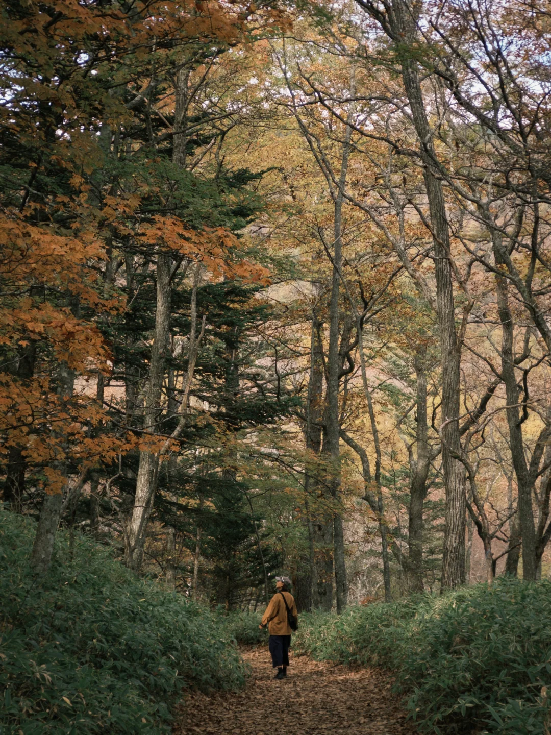 日光NIKKO国立公园｜秋天该有的样子🍂