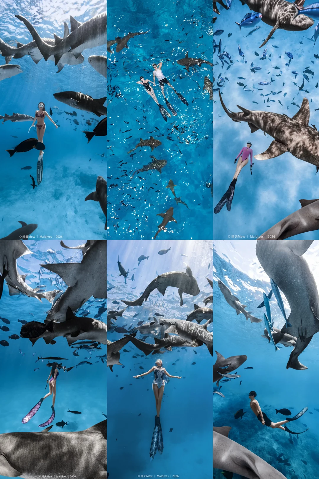 🦈群鲨环绕，这是海洋的旋转木马｜马尔代夫