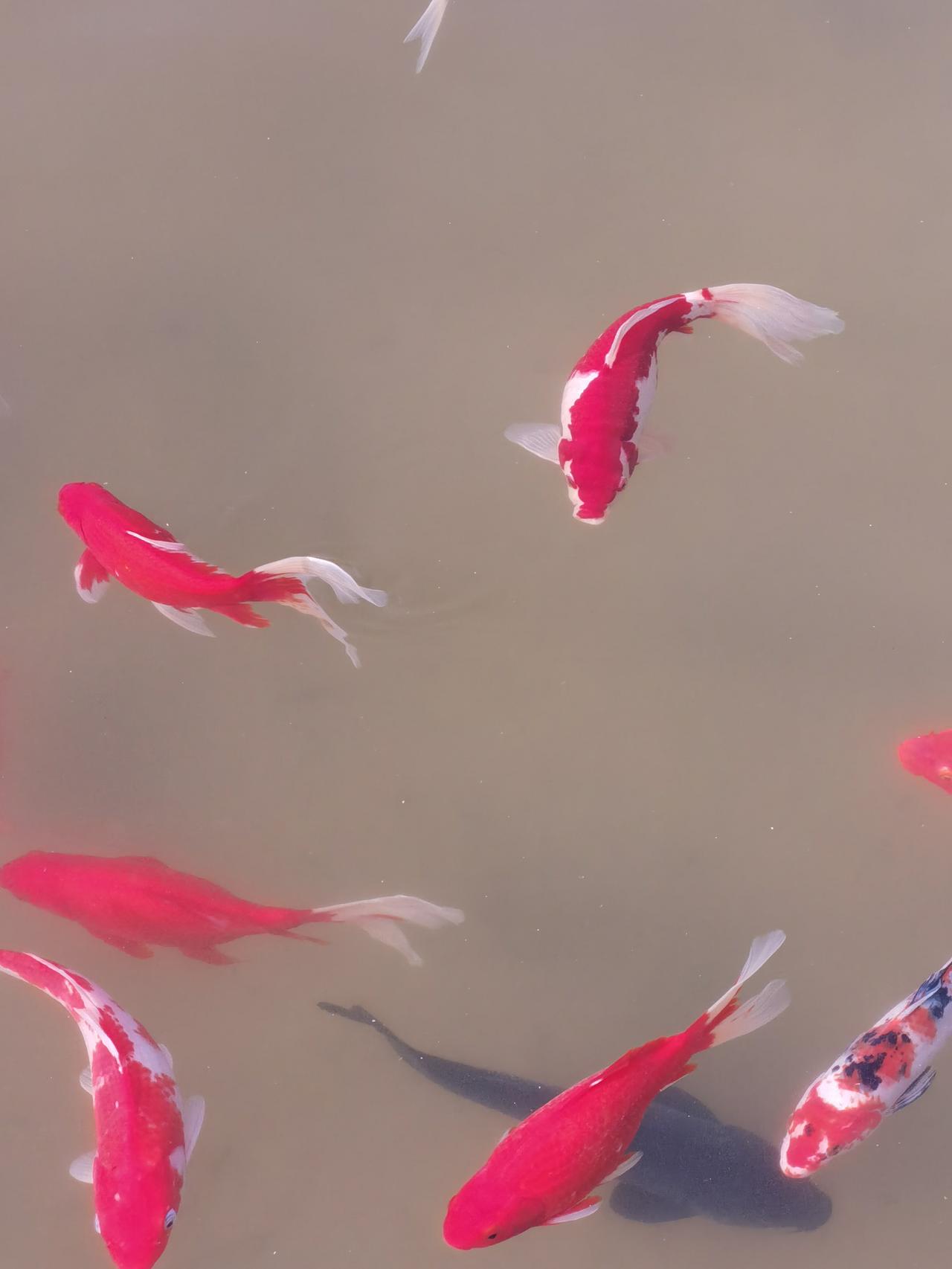 截断亏损让利润奔跑最近，改变了短线的模式，尝试中长线，带来了一个新的问题。非