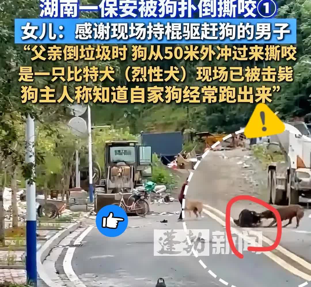 惊！湖南街头一声枪响，比特犬被当场击毙！男子倒垃圾时突遭烈性犬疯狂撕咬，血肉模糊