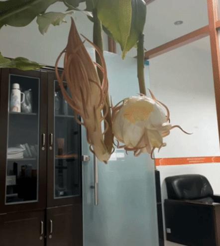 “太惊艳了！”山东潍坊，一名女子发现家中养了许久的昙花有了开放迹象，干脆提前把手