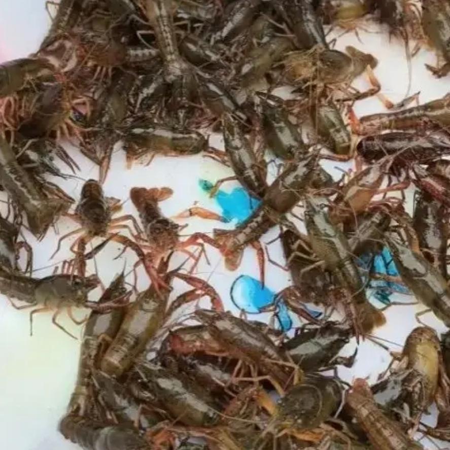 “刺激”不？四川女子一夜醒来！院坝被野生小龙虾攻占！网友建议起锅烧油！谁能