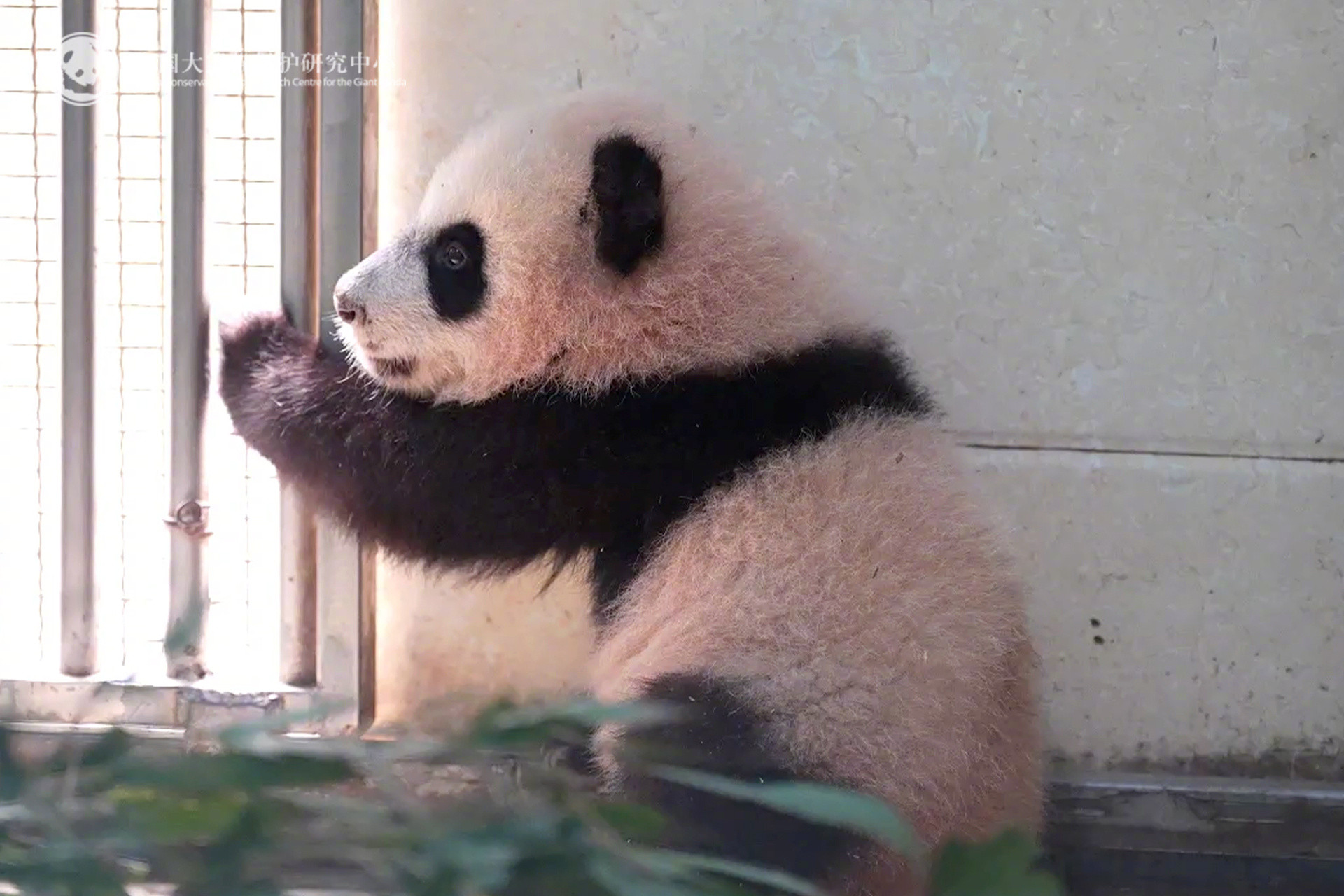 这么可爱的熊猫宝宝它居然有两只！分享一组“宝宝”双胞胎的高清照，希望熊猫宝宝的治