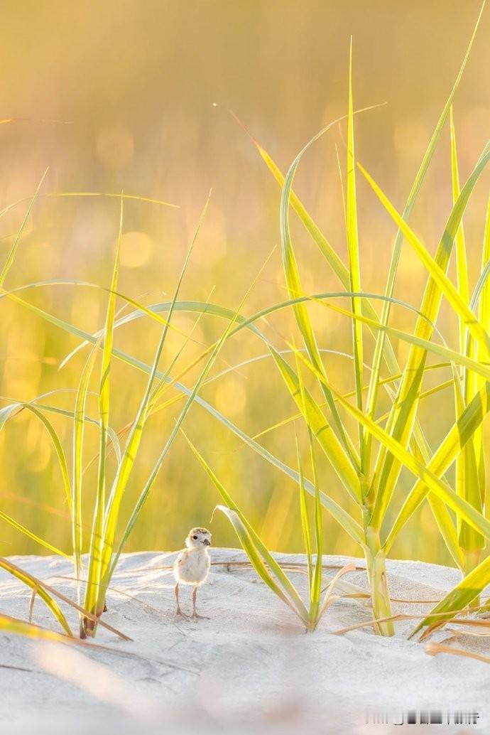 2026北美自然摄影协会作品展获奖佳作上线！镜头定格巴塔哥尼亚的风与石，捕捉极地