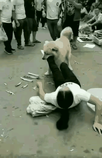 谁能想到温顺代名词的金毛，会当街死死咬住路人的脚不肯松口，当事人倒在路面疼得不停