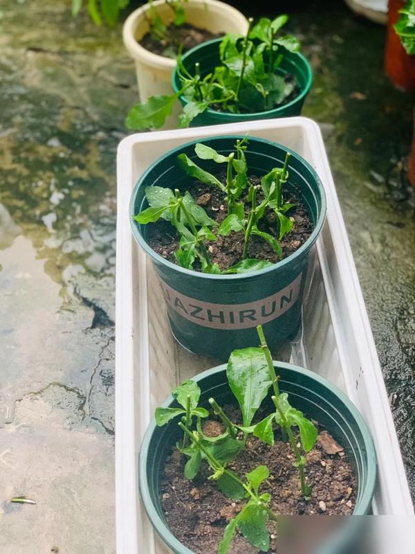 秋天居然藏着养花人的“繁殖魔法”！最近好多人分享，秋凉时扦插长春花、天竺葵这些花