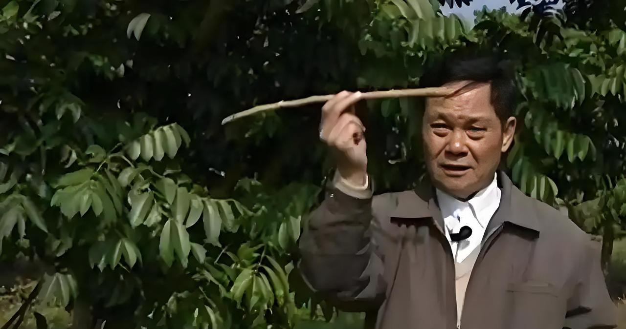 广东一位68岁的老人，为了种植1000亩橄榄树，借债1200万，搞得自己妻离子散