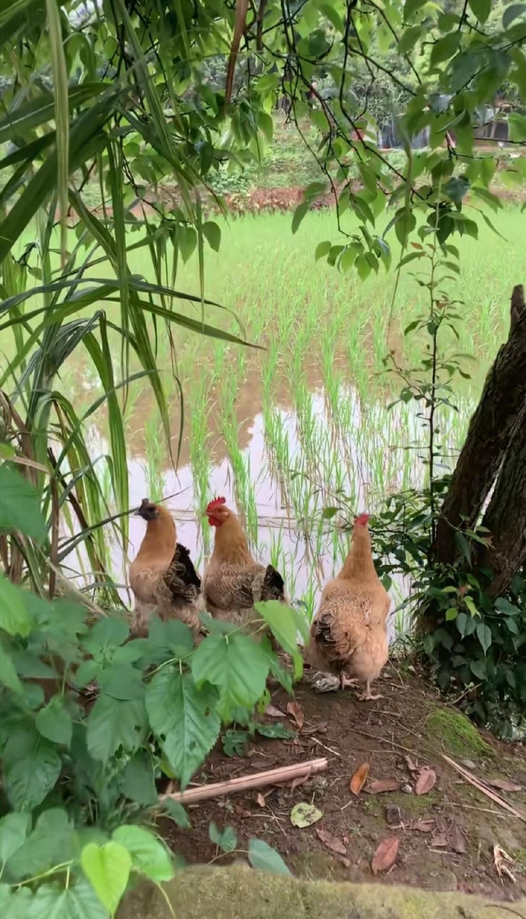 最近新股明显加速，一周4家IPO左右，每个月还有1家巨头。7月长鑫科技、8月宇树科技。在排队的还有长