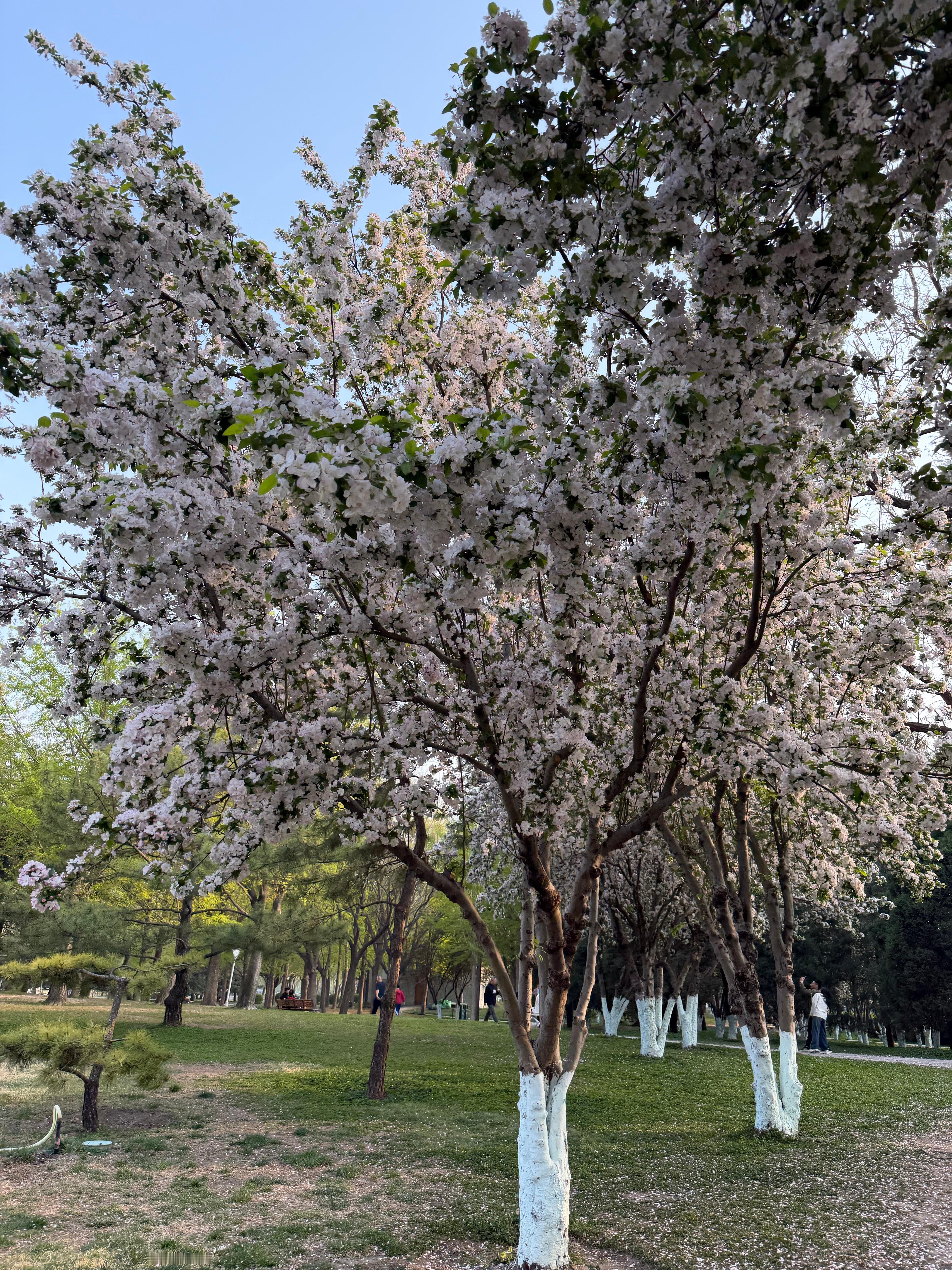 送完车从五大街走回一大街天津的春天来了，夏天也就不远了天津·泰丰公园
